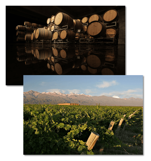 vino-andeluna-bodega